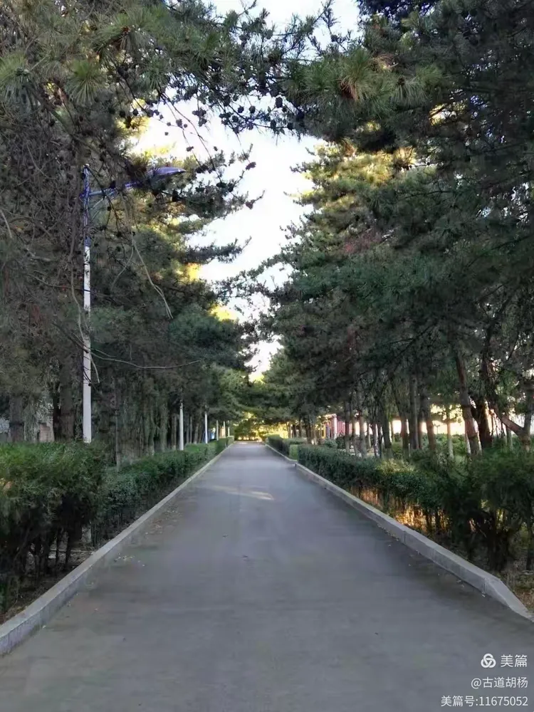 油松,呼和浩特市树